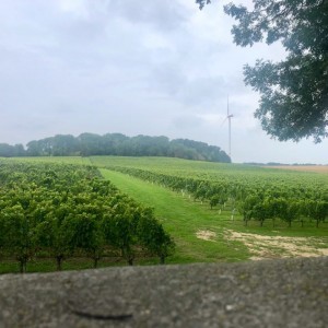 prachtige wijnvelden